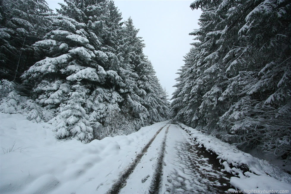 snowy forest path at night