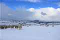 Snow Landscape