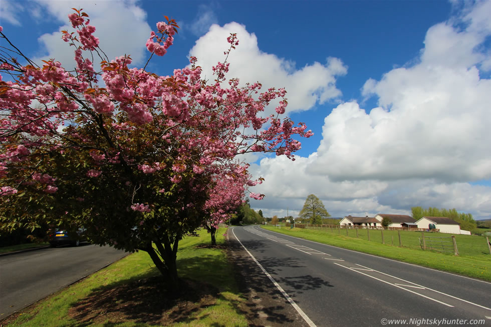 Cookstown Cherry Blossoms