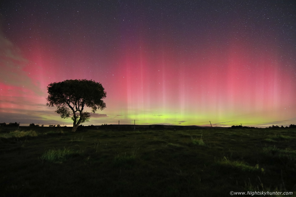 Fairy Tree Aurora Outburst