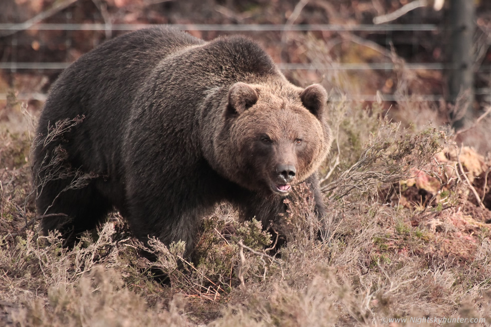 Wild Ireland Bears And Wolves Nov 2019